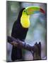 Keel-Billed Toucan (Ramphastos Sulfuratus), Summit Botanical Gardens and Zoo, Panama City, Panama-Christian Kober-Mounted Photographic Print