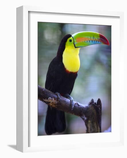 Keel-Billed Toucan (Ramphastos Sulfuratus), Summit Botanical Gardens and Zoo, Panama City, Panama-Christian Kober-Framed Photographic Print