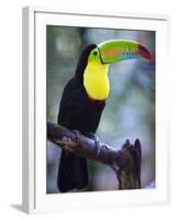 Keel-Billed Toucan (Ramphastos Sulfuratus), Summit Botanical Gardens and Zoo, Panama City, Panama-Christian Kober-Framed Photographic Print