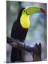 Keel-Billed Toucan (Ramphastos Sulfuratus), Summit Botanical Gardens and Zoo, Panama City, Panama-Christian Kober-Mounted Photographic Print