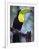 Keel-Billed Toucan (Ramphastos Sulfuratus), Summit Botanical Gardens and Zoo, Panama City, Panama-Christian Kober-Framed Photographic Print