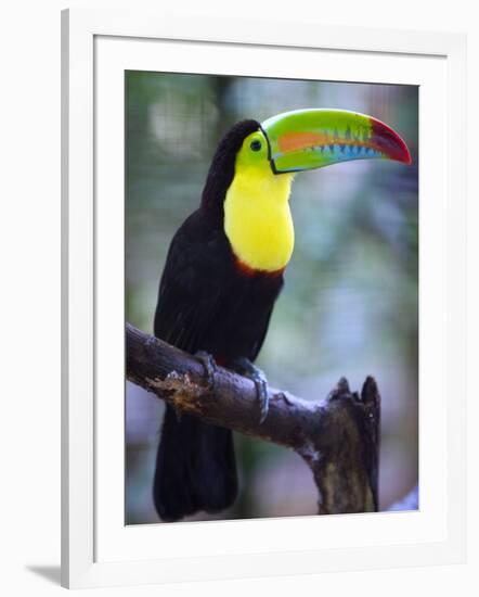 Keel-Billed Toucan (Ramphastos Sulfuratus), Summit Botanical Gardens and Zoo, Panama City, Panama-Christian Kober-Framed Photographic Print