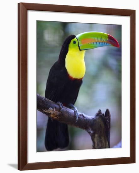 Keel-Billed Toucan (Ramphastos Sulfuratus), Summit Botanical Gardens and Zoo, Panama City, Panama-Christian Kober-Framed Photographic Print