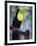 Keel-Billed Toucan (Ramphastos Sulfuratus), Summit Botanical Gardens and Zoo, Panama City, Panama-Christian Kober-Framed Photographic Print