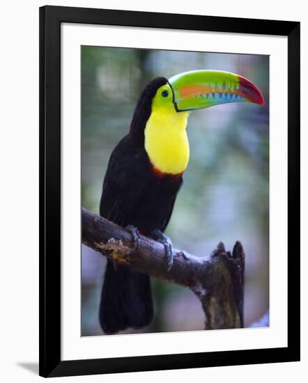 Keel-Billed Toucan (Ramphastos Sulfuratus), Summit Botanical Gardens and Zoo, Panama City, Panama-Christian Kober-Framed Photographic Print