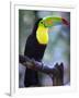 Keel-Billed Toucan (Ramphastos Sulfuratus), Summit Botanical Gardens and Zoo, Panama City, Panama-Christian Kober-Framed Photographic Print