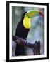 Keel-Billed Toucan (Ramphastos Sulfuratus), Summit Botanical Gardens and Zoo, Panama City, Panama-Christian Kober-Framed Photographic Print