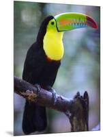 Keel-Billed Toucan (Ramphastos Sulfuratus), Summit Botanical Gardens and Zoo, Panama City, Panama-Christian Kober-Mounted Photographic Print