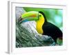 Keel Billed Toucan with a Cicada, Borro Colorado Island, Panama-Christian Ziegler-Framed Photographic Print