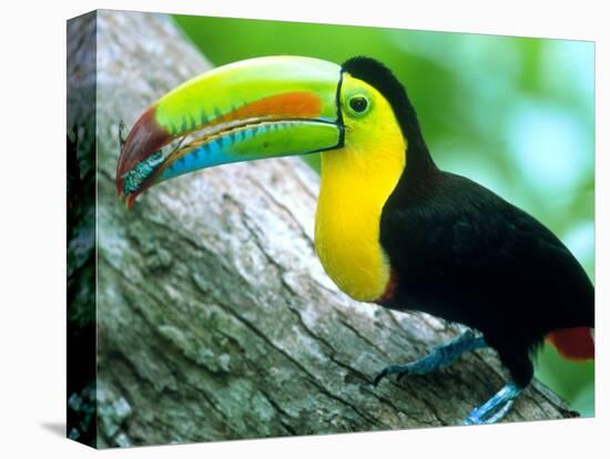 Keel Billed Toucan with a Cicada, Borro Colorado Island, Panama-Christian Ziegler-Stretched Canvas