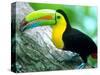 Keel Billed Toucan with a Cicada, Borro Colorado Island, Panama-Christian Ziegler-Stretched Canvas