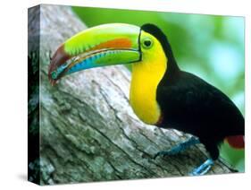 Keel Billed Toucan with a Cicada, Borro Colorado Island, Panama-Christian Ziegler-Stretched Canvas