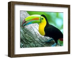 Keel Billed Toucan with a Cicada, Borro Colorado Island, Panama-Christian Ziegler-Framed Photographic Print