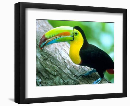 Keel Billed Toucan with a Cicada, Borro Colorado Island, Panama-Christian Ziegler-Framed Photographic Print