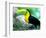 Keel Billed Toucan with a Cicada, Borro Colorado Island, Panama-Christian Ziegler-Framed Photographic Print