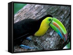 Keel-Billed Tucan with Cicada Approaching Nest, Barro Colorado Island, Panama-Christian Ziegler-Framed Stretched Canvas