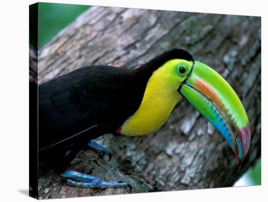 Keel-Billed Tucan with Cicada Approaching Nest, Barro Colorado Island, Panama-Christian Ziegler-Stretched Canvas