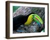 Keel-Billed Tucan with Cicada Approaching Nest, Barro Colorado Island, Panama-Christian Ziegler-Framed Premium Photographic Print