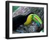 Keel-Billed Tucan with Cicada Approaching Nest, Barro Colorado Island, Panama-Christian Ziegler-Framed Premium Photographic Print