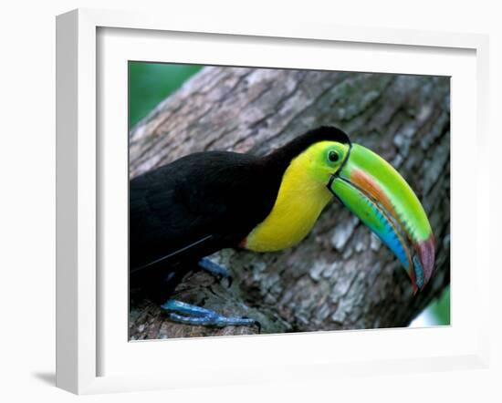 Keel-Billed Tucan with Cicada Approaching Nest, Barro Colorado Island, Panama-Christian Ziegler-Framed Premium Photographic Print