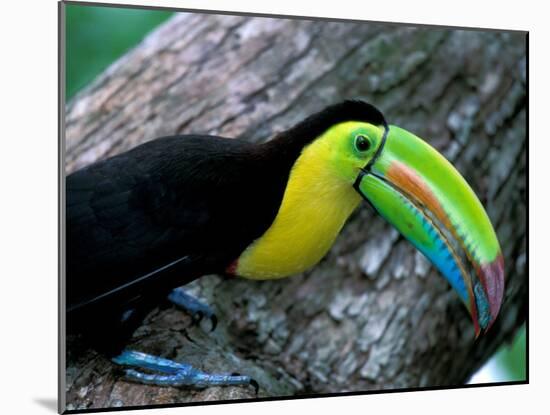 Keel-Billed Tucan with Cicada Approaching Nest, Barro Colorado Island, Panama-Christian Ziegler-Mounted Premium Photographic Print