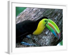 Keel-Billed Tucan with Cicada Approaching Nest, Barro Colorado Island, Panama-Christian Ziegler-Framed Photographic Print