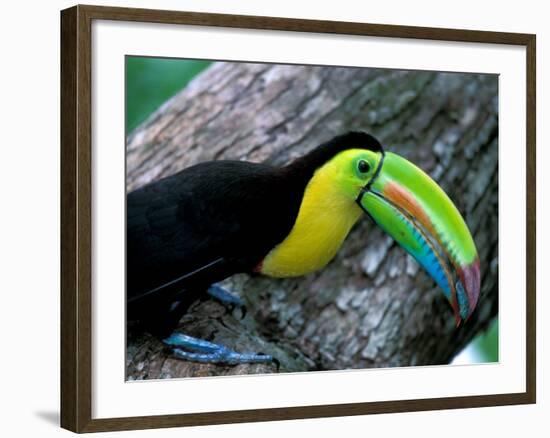 Keel-Billed Tucan with Cicada Approaching Nest, Barro Colorado Island, Panama-Christian Ziegler-Framed Photographic Print