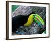 Keel-Billed Tucan with Cicada Approaching Nest, Barro Colorado Island, Panama-Christian Ziegler-Framed Photographic Print