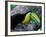 Keel-Billed Tucan with Cicada Approaching Nest, Barro Colorado Island, Panama-Christian Ziegler-Framed Photographic Print