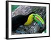 Keel-Billed Tucan with Cicada Approaching Nest, Barro Colorado Island, Panama-Christian Ziegler-Framed Photographic Print