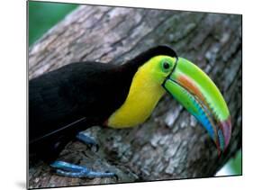 Keel-Billed Tucan with Cicada Approaching Nest, Barro Colorado Island, Panama-Christian Ziegler-Mounted Photographic Print