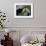 Keel-Billed Tucan with Cicada Approaching Nest, Barro Colorado Island, Panama-Christian Ziegler-Framed Photographic Print displayed on a wall