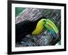 Keel-Billed Tucan with Cicada Approaching Nest, Barro Colorado Island, Panama-Christian Ziegler-Framed Photographic Print