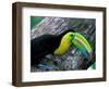 Keel-Billed Tucan with Cicada Approaching Nest, Barro Colorado Island, Panama-Christian Ziegler-Framed Photographic Print