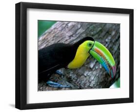 Keel-Billed Tucan with Cicada Approaching Nest, Barro Colorado Island, Panama-Christian Ziegler-Framed Photographic Print