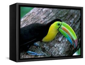 Keel-Billed Tucan with Cicada Approaching Nest, Barro Colorado Island, Panama-Christian Ziegler-Framed Stretched Canvas
