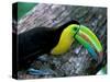 Keel-Billed Tucan with Cicada Approaching Nest, Barro Colorado Island, Panama-Christian Ziegler-Stretched Canvas