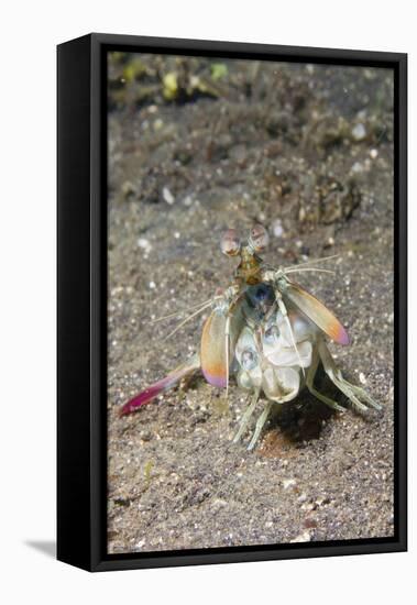 Keel Tail Mantis Shrimp-Hal Beral-Framed Stretched Canvas