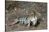 Keel Tail Mantis Shrimp-Hal Beral-Stretched Canvas