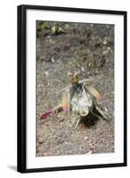 Keel Tail Mantis Shrimp-Hal Beral-Framed Photographic Print