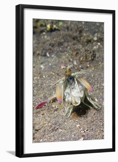 Keel Tail Mantis Shrimp-Hal Beral-Framed Photographic Print