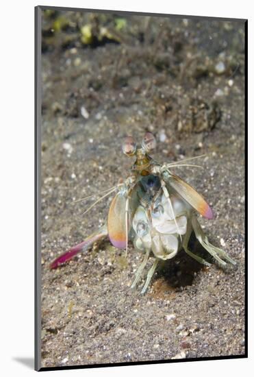 Keel Tail Mantis Shrimp-Hal Beral-Mounted Photographic Print