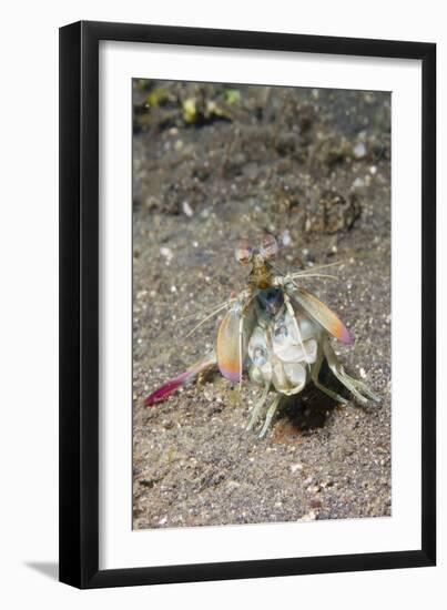 Keel Tail Mantis Shrimp-Hal Beral-Framed Photographic Print