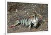 Keel Tail Mantis Shrimp-Hal Beral-Framed Photographic Print