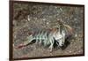 Keel Tail Mantis Shrimp-Hal Beral-Framed Photographic Print