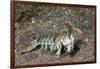 Keel Tail Mantis Shrimp-Hal Beral-Framed Photographic Print