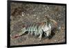 Keel Tail Mantis Shrimp-Hal Beral-Framed Photographic Print