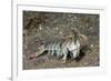 Keel Tail Mantis Shrimp-Hal Beral-Framed Photographic Print