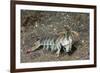 Keel Tail Mantis Shrimp-Hal Beral-Framed Photographic Print