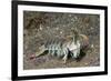 Keel Tail Mantis Shrimp-Hal Beral-Framed Photographic Print